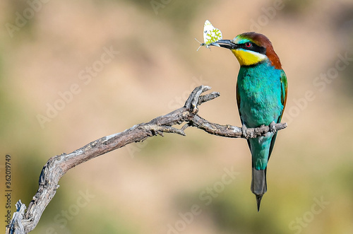 Abejaruco Europeo