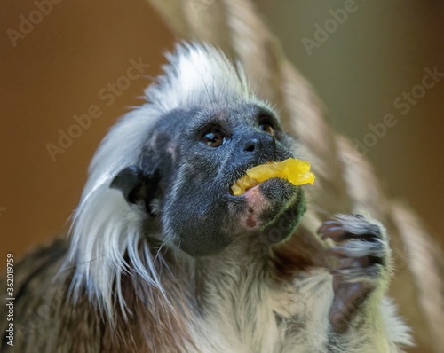 Portrait Of Liszt Monkey
