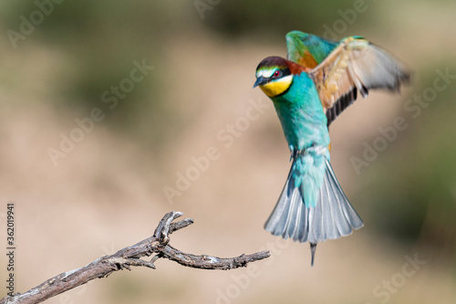 Abejaruco Europeo