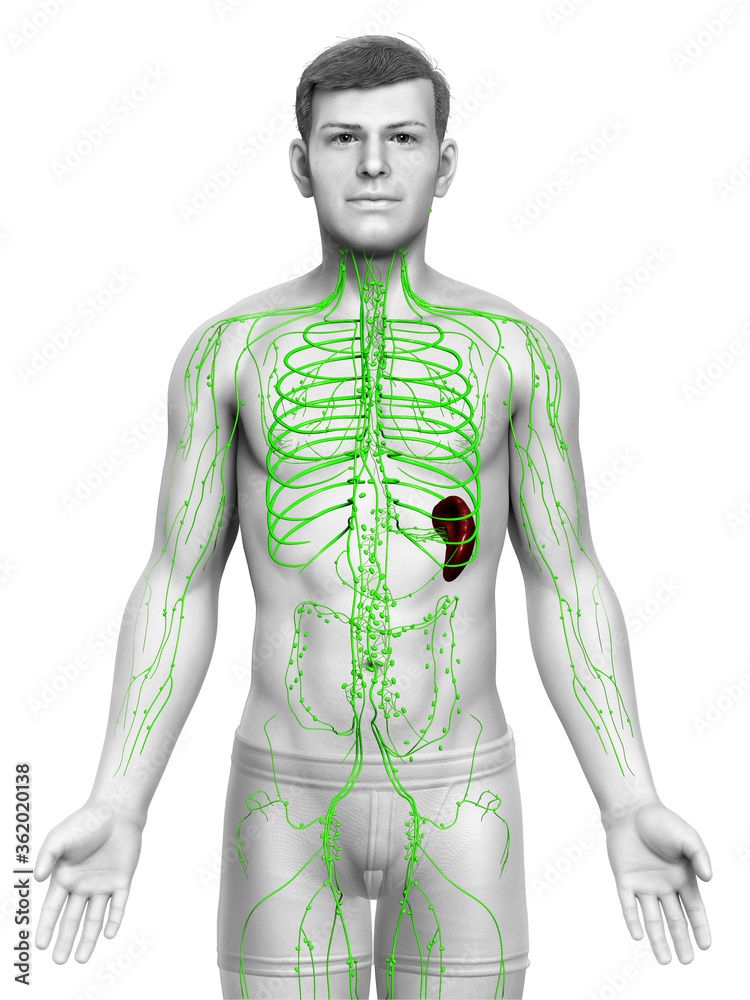 3d rendered medically accurate illustration of a male lymphatic system 3d rendered medically accurate illustration of a male lymphatic system