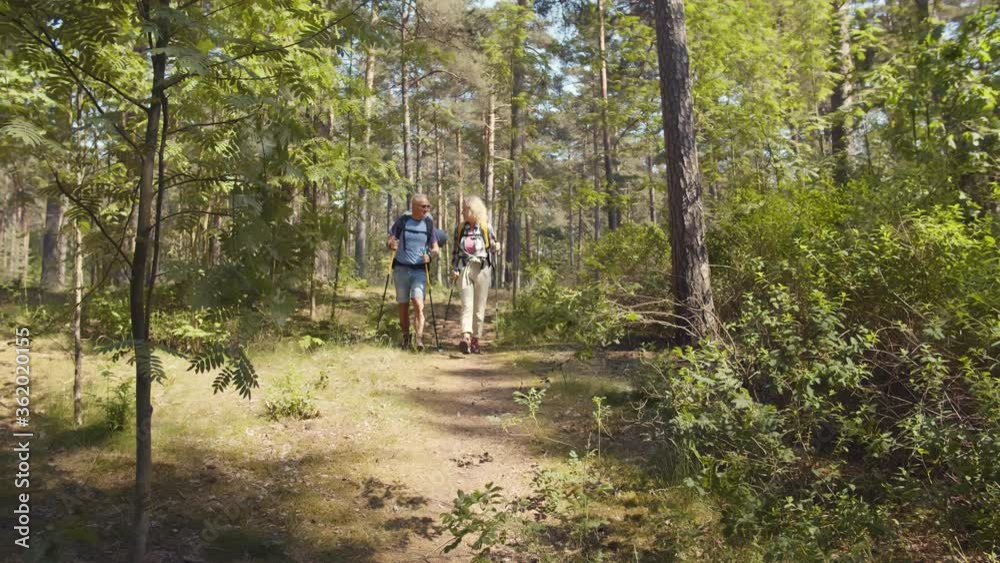 Senior backpackers couple hiking during summer in forest with sticks Senior backpackers couple hiking during summer in forest with sticks