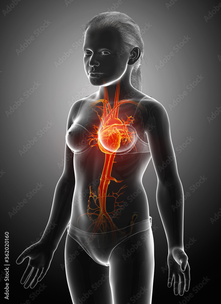3d rendered medically accurate illustration of highlighted orange young girl heart anatomy 3d rendered medically accurate illustration of highlighted orange young girl heart anatomy