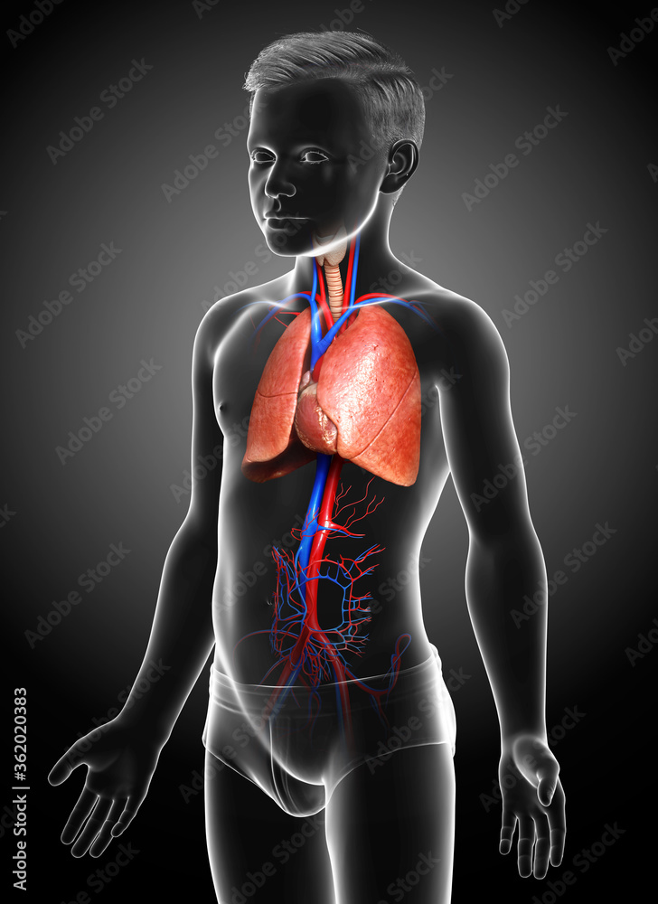 3d rendered, medically accurate illustration of a young boy lung anatomy 3d rendered, medically accurate illustration of a young boy lung anatomy