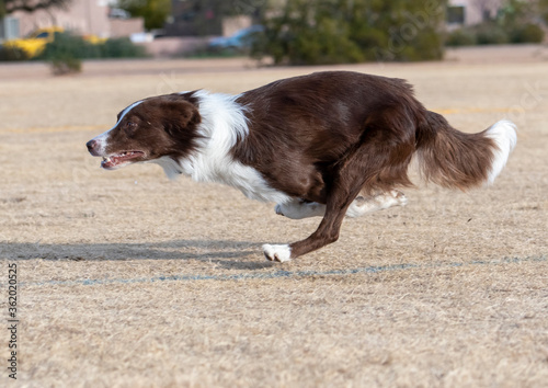Brown and white border collie running in the dead grass