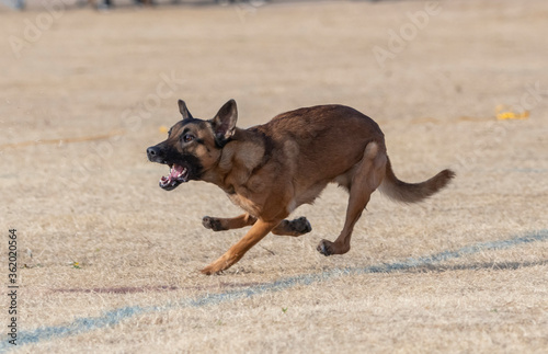 Belgian Malinois running in the dead grass at the park