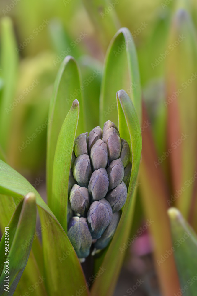 Multiflora Hyacinth Blue Multiflora Hyacinth Blue