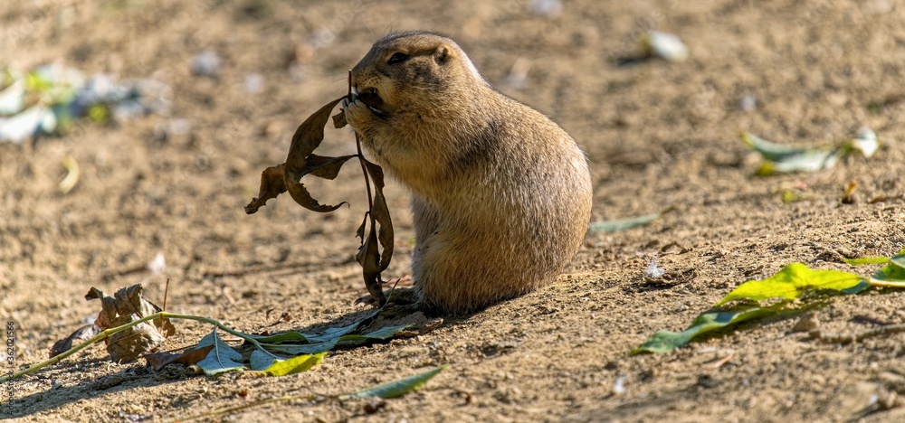Prairie dog Prairie dog