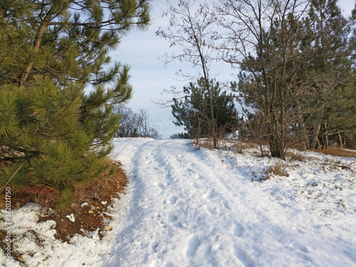 Thaw in a pine forest. Snow covered path between the trees. photo