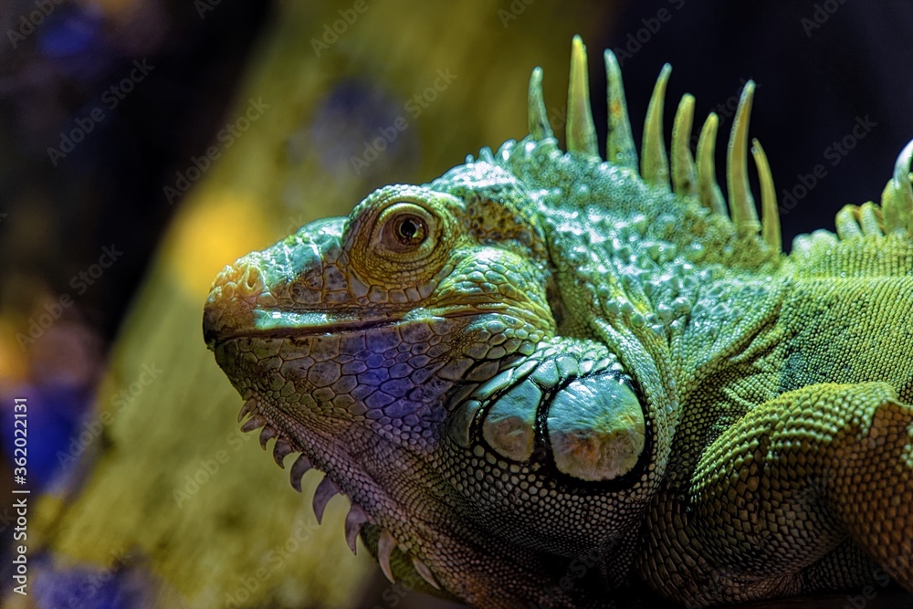 iguana in the zoo iguana in the zoo