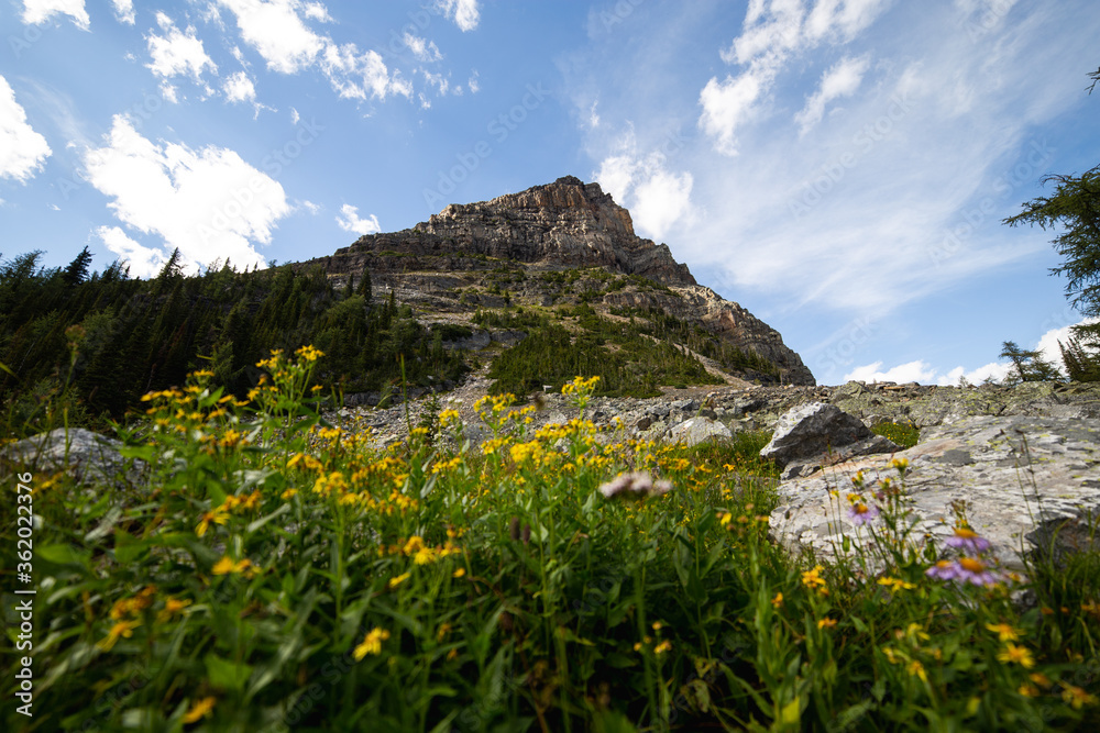 meadow with flowers with a mountain peak behind meadow with flowers with a mountain peak behind