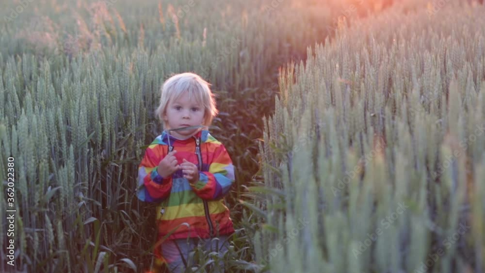 Blond child, toddler boy, standing in wheat field on sunset Blond child, toddler boy, standing in wheat field on sunset