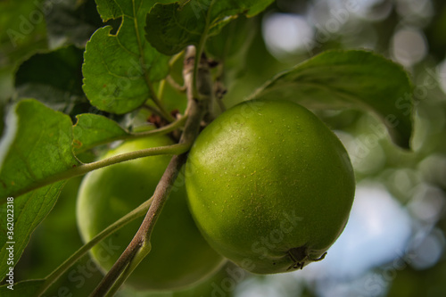 Wallpaper Mural 2020-07-02 A GREEN APPLE ON A VINE IN ISSAQUAH WASHINGTON Torontodigital.ca