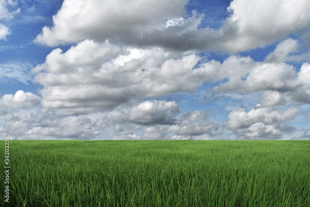 green field and blue sky