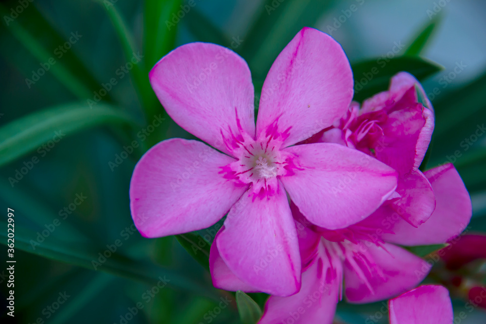 Blooming pink oleander flowers or nerium in garden. Selective focus. Copy space. Blossom spring, exotic summer, sunny woman day concept Blooming pink oleander flowers or nerium in garden. Selective focus. Copy space. Blossom spring, exotic summer, sunny woman day concept