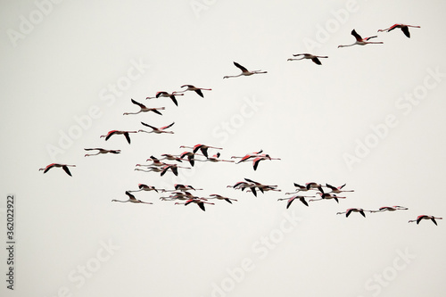 Greater Flamingos flying at Aker creek, Bahrain