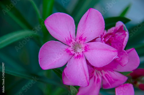Blooming pink oleander flowers or nerium in garden. Selective focus. Copy space. Blossom spring  exotic summer  sunny woman day concept
