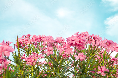 Blooming pink oleander flowers or nerium in garden. Selective focus. Copy space. Blossom spring  exotic summer  sunny woman day concept