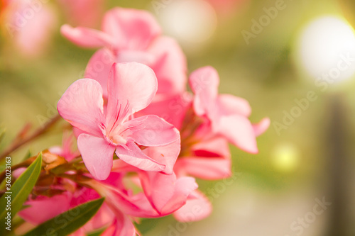Blooming pink oleander flowers or nerium in garden. Selective focus. Copy space. Blossom spring  exotic summer  sunny woman day concept