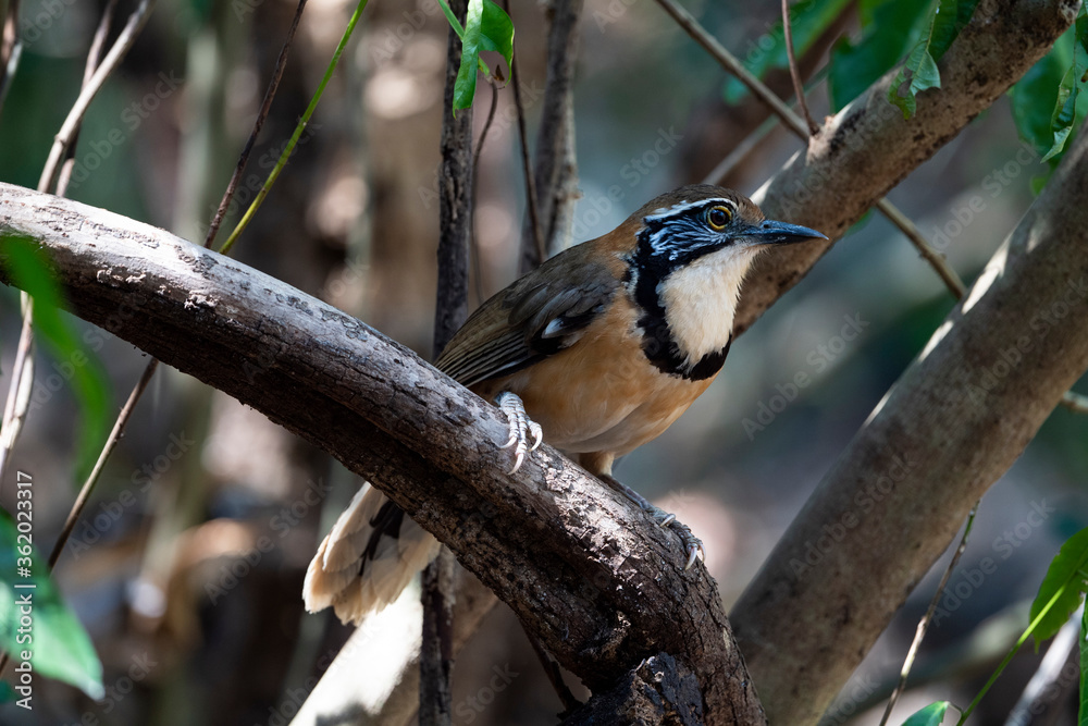 Obraz premium Greater Necklaced Laughingthrush