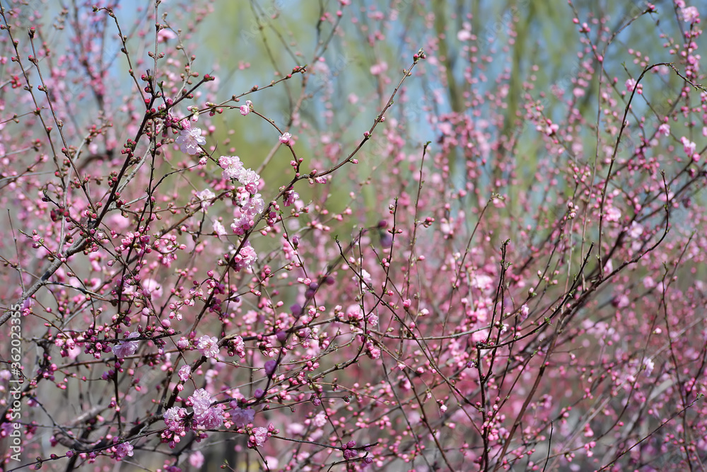 spring
flower
sunlight
nature
Apricot blossom spring
flower
sunlight
nature
Apricot blossom