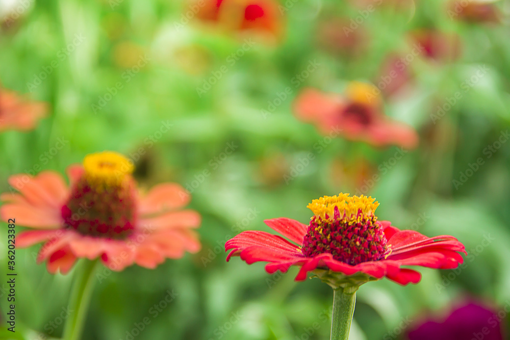A close-up of a beautifully attractive Red Zinnia (Zinnia violacea), in the garden. A close-up of a beautifully attractive Red Zinnia (Zinnia violacea), in the garden.