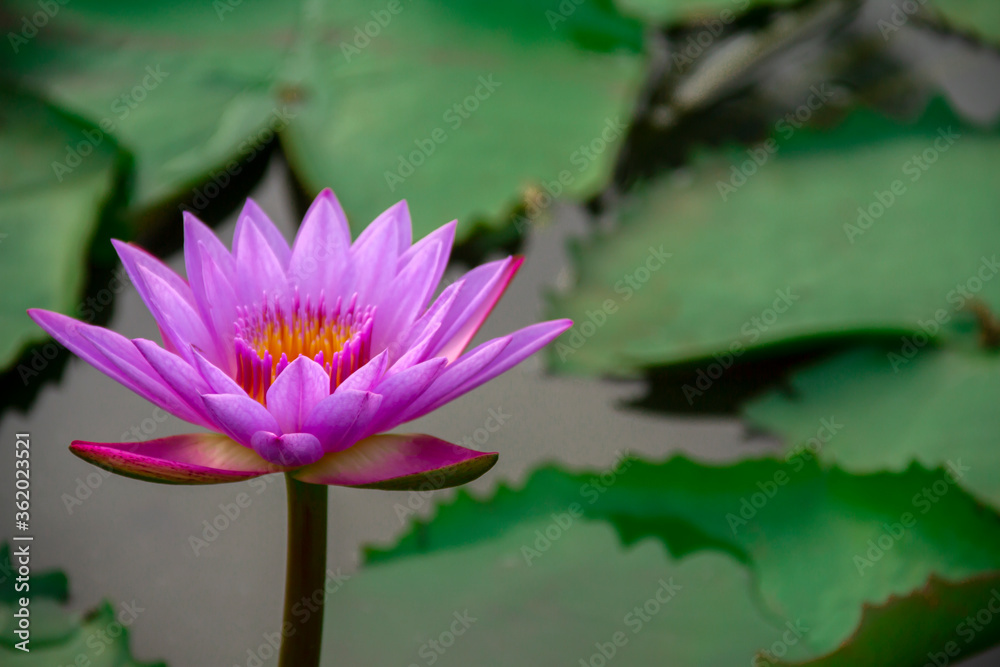 The purple-pink lotus flower in the natural pond that emits sunlight. Complete with green leaves of the rainy season The purple-pink lotus flower in the natural pond that emits sunlight. Complete with green leaves of the rainy season