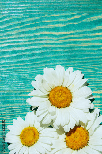 White flowers on blue wooden background. Chamomile flowers on a wooden background, vertical view. Abstract texture background.