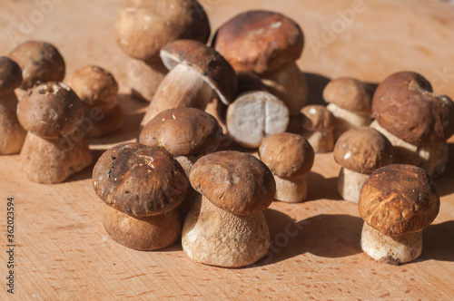 Fresh cut boletus edulis mushrooms closeup on wooden board background