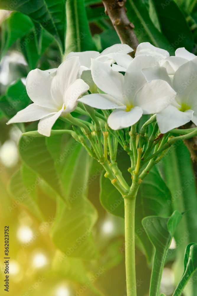 Blooming pink oleander flowers or nerium in garden. Selective focus. Copy space. Blossom spring, exotic summer, sunny woman day concept