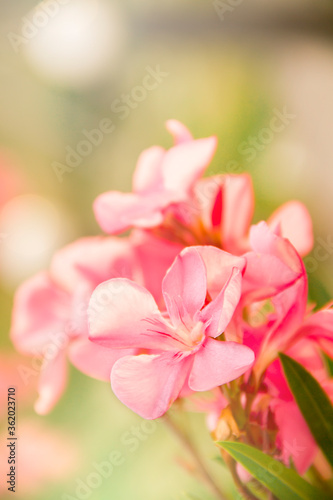 Blooming pink oleander flowers or nerium in garden. Selective focus. Copy space. Blossom spring, exotic summer, sunny woman day concept © Alek