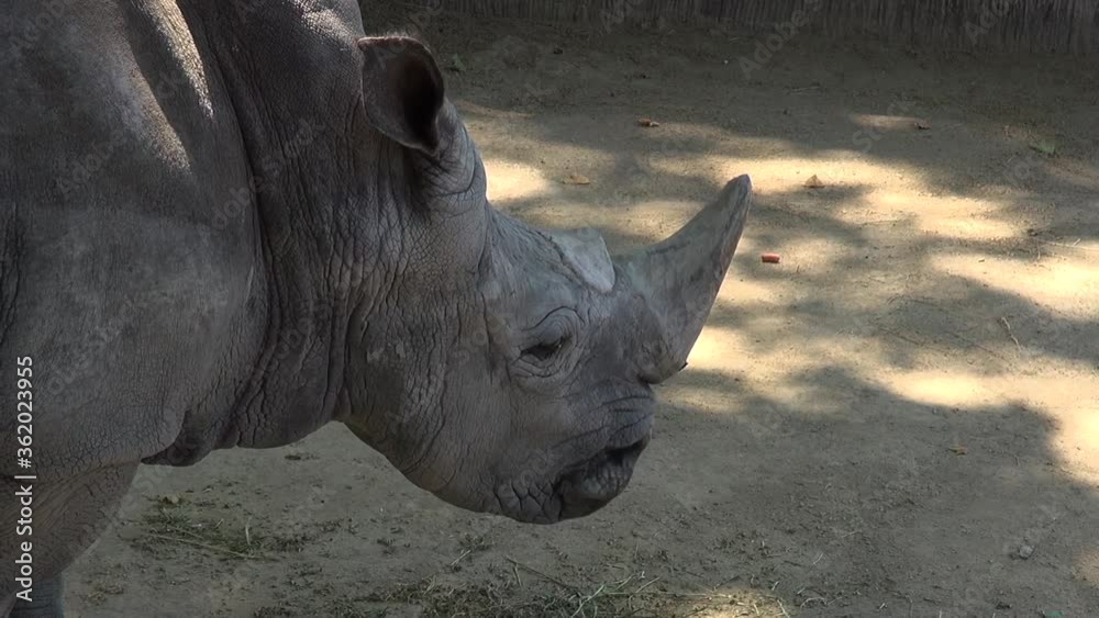 Animal fauna nature zoo conservation habitat environment captivity wildlife specimen Animal fauna nature zoo conservation habitat environment captivity wildlife specimen