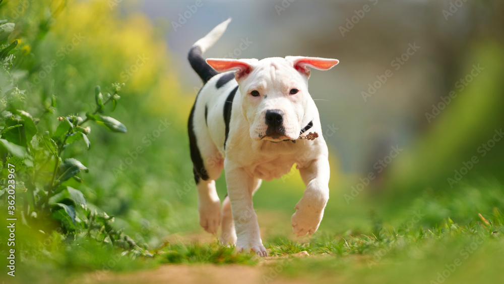 Cute Staffy running in the field on a sunny day