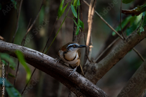 bird; animal; lesser - necklaced; laughingthrush; garrulax monileger; large; brown; necklace; forest; tan; white; tropical; subtropical photo