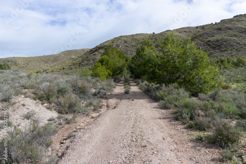 pine trees on the sides of a forest road © Javier