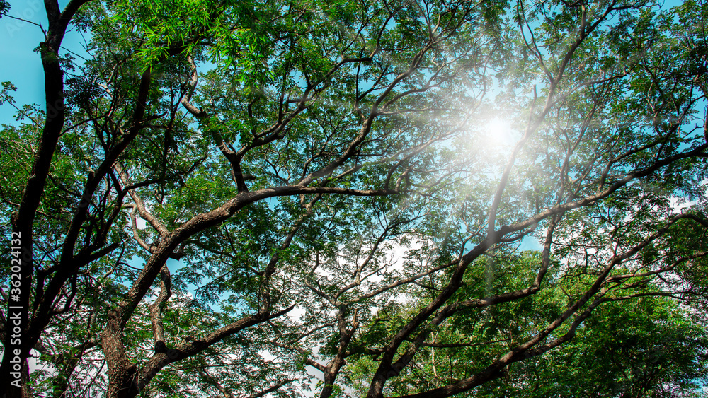 Fototapeta premium Under big green tree. Nature composition.