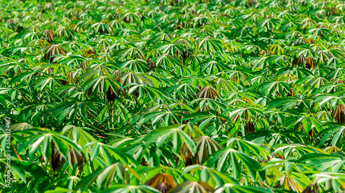Image of Cassava plantation in the field.Young shoots of green cassava.Tapioca fields on natural background. Grow cassava. Season of planting cassava.