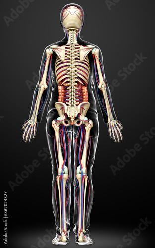 Fototapeta Naklejka Na Ścianę i Meble -  3d rendered medically accurate illustration of female Internal organs, skeleton and circulatory system
