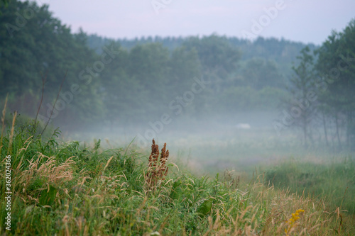 Willow in the meadow on a misty autumn morning. © Valerii Dekhtiarenko