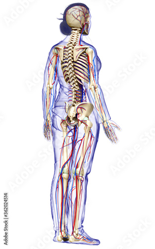 3d rendered medically accurate illustration of the female circulatory and skeleton system