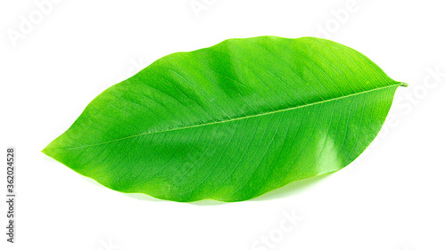 Single green leaves On a white background Used for design work