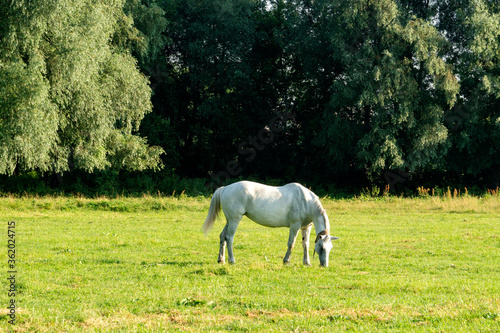 horse feeding on the grass. A horse grazing in the meadow.