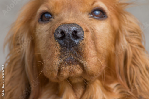 Portrait of a young spaniel. Dog nose close up.