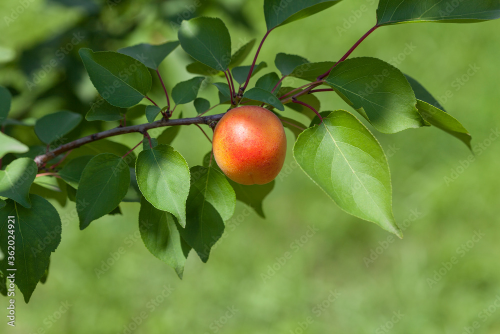 ripe bright apricots on a branch ripe bright apricots on a branch