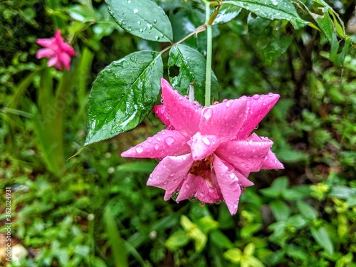 Beautiful Pink Rose flower 