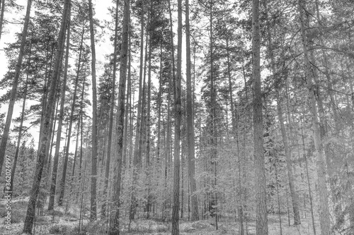 Winter snowy forest. Black and white photo.