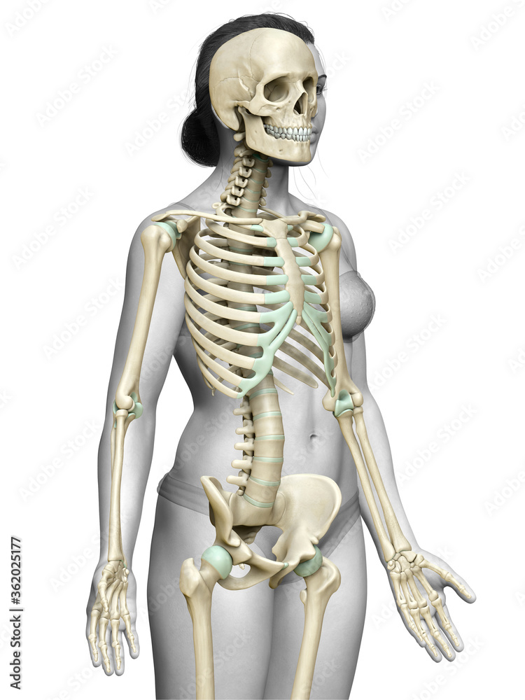 3d rendered, medically accurate illustration of a female skeleton system