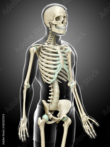 3d rendered, medically accurate illustration of a male skeleton system