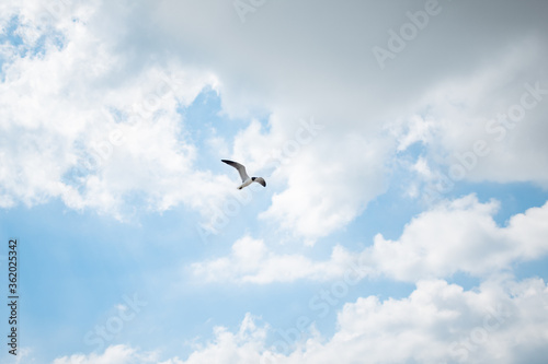Flying Laughing Gull
