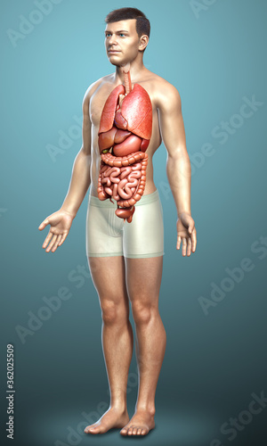 3d rendered medically accurate illustration of male Internal organs