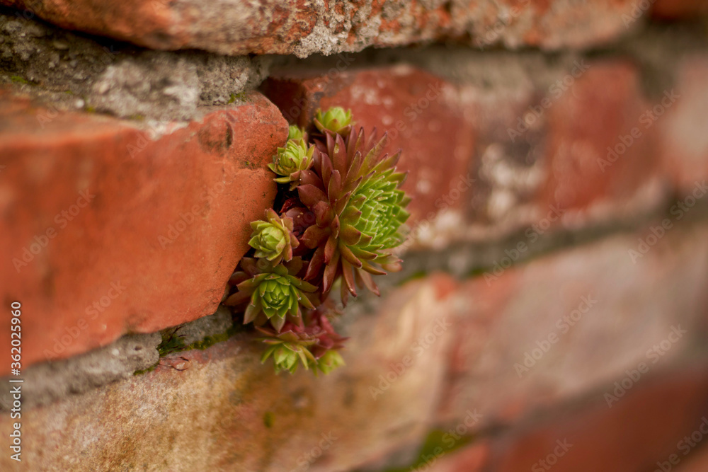 Obraz premium rojnik w murze